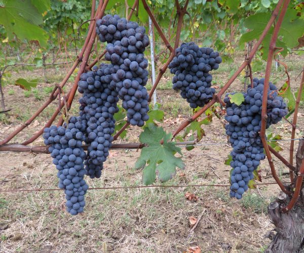 Alla scoperta del Barbaresco con Giancarlo Montaldo