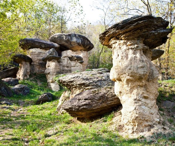 Ciciu del Villar, i funghi giganti della Val Maira