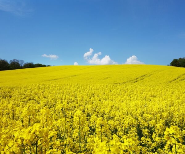 I campi di colza in Piemonte – una distesa tutta gialla