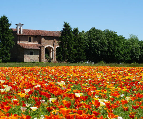 L’escolzia: il papavero della California colorato nei campi di Pancalieri, Casalgrasso e Condove
