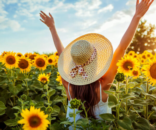 I campi di girasoli, quando e dove vederli in Piemonte