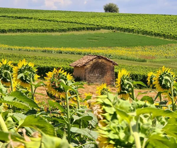 Passeggiare tra i campi fioriti, un nuovo modo rilassante per apprezzare il paesaggio