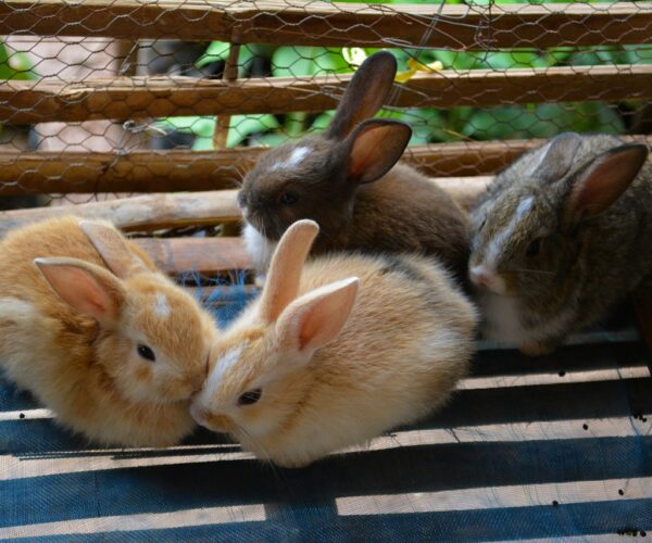 I Mercatini dei Piccoli Animali in Piemonte, un modo nuovo e originale per conoscere i piccoli animali