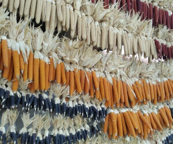 Gli Antichi Mais Piemontesi, un’eccellenza da conoscere, tutelare e valorizzare