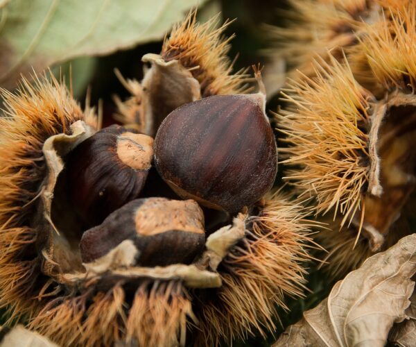 Cosa fare oggi domenica 16 ottobre in Piemonte – consigli su sagre e fiere