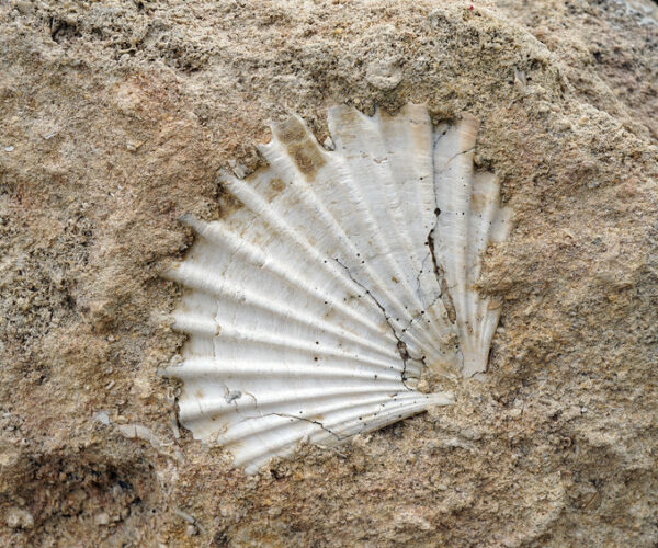 Le conchiglie fossili. Quando in Piemonte c’era il mare!