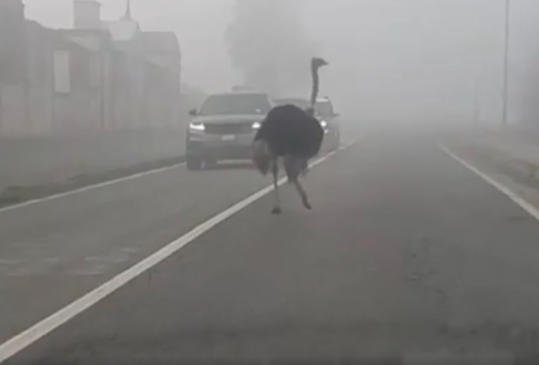 “Con lo struzzo in provinciale….” succede nel Monferrato in Piemonte