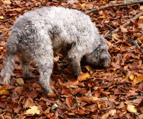 I Tabui, i migliori amici dei trifolao!