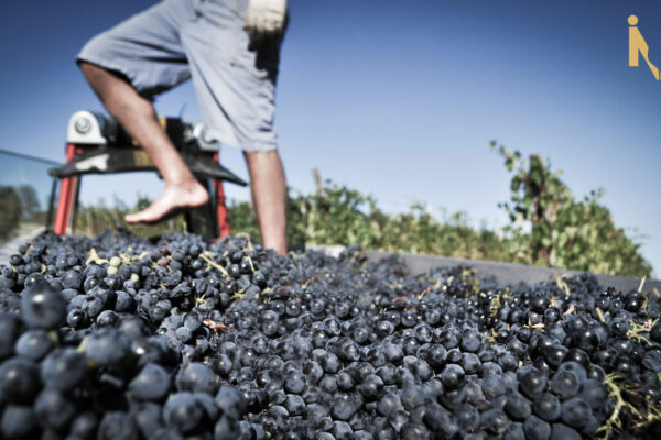 Azienda Agricola Marcello Meda