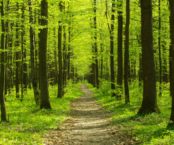 Forest Bathing in Piemonte: un’immersione di natura e benessere