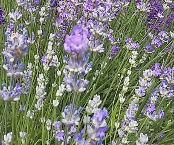 Ramats: straordinario successo per la VI edizione della Festa della Lavanda