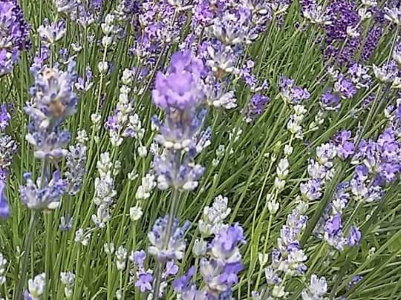 Ramats: straordinario successo per la VI edizione della Festa della Lavanda
