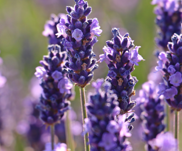 Festa della lavanda a Chiomonte