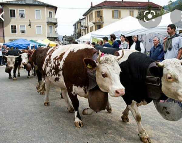 La transumanza in Piemonte: cos’è, dove e quando vederla