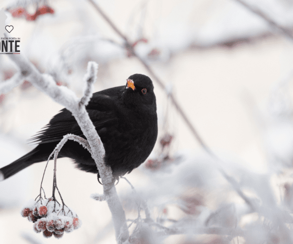 I Giorni della Merla: sono davvero i giorni più freddi dell’anno?