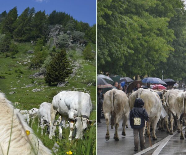 A Castelmagno con Coalvi: Scopriamo la transumanza e le radici della Razza Piemontese