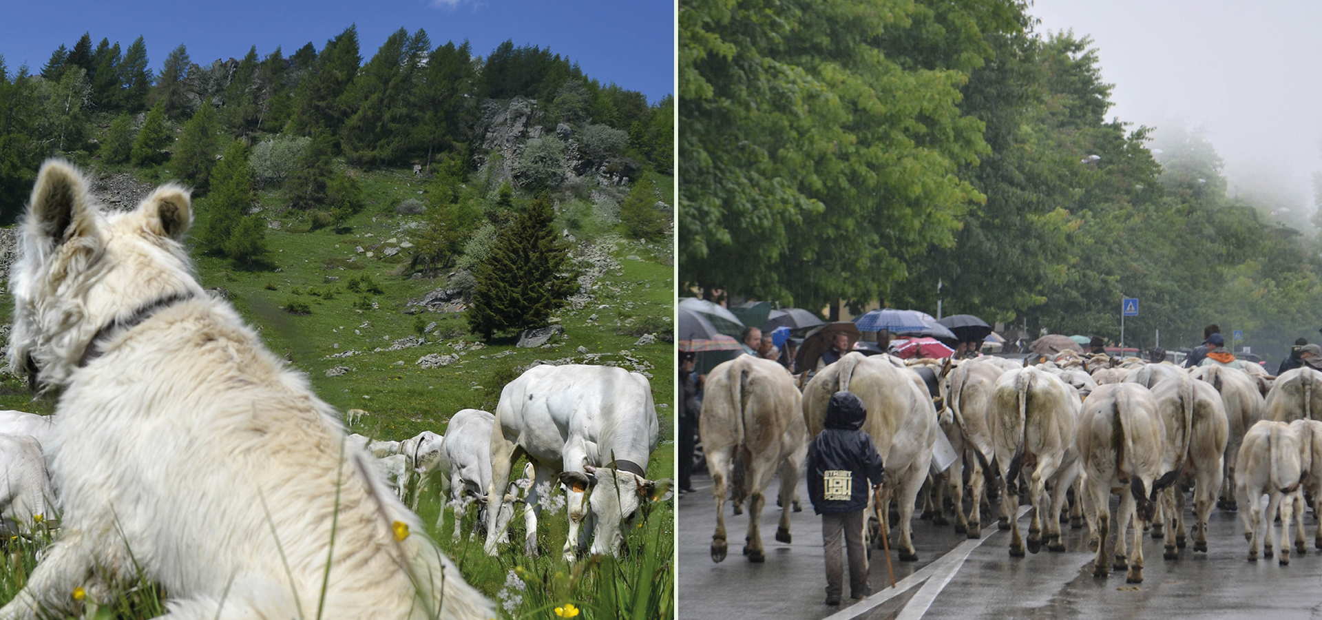 A Castelmagno con Coalvi: Scopriamo la transumanza e le radici della Razza Piemontese