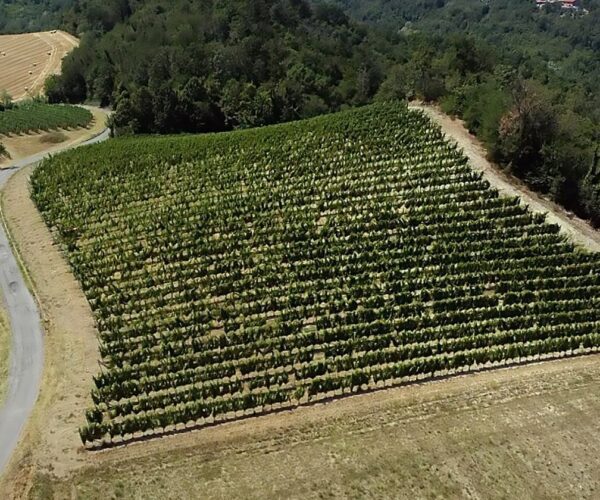 Vitigni di bianchi Piemontesi – i più importanti vitigni a bacca bianca del Piemonte