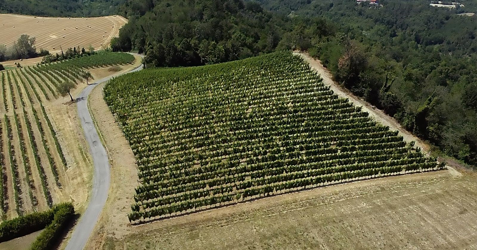 Vitigni di bianchi Piemontesi – i più importanti vitigni a bacca bianca del Piemonte