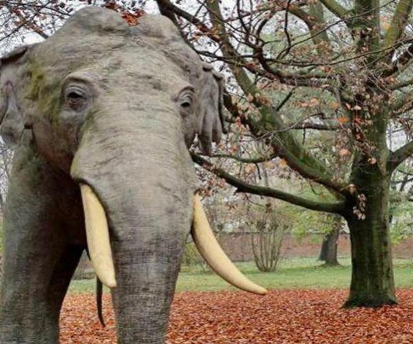 Il 12 Gennaio il Museo di Scienze Naturali di Torino Riapre Dopo 10 Anni di Lavori