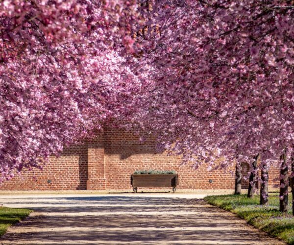 Hanami alla Reggia di Venaria Reale, lo spettacolo dei ciliegi in fiore