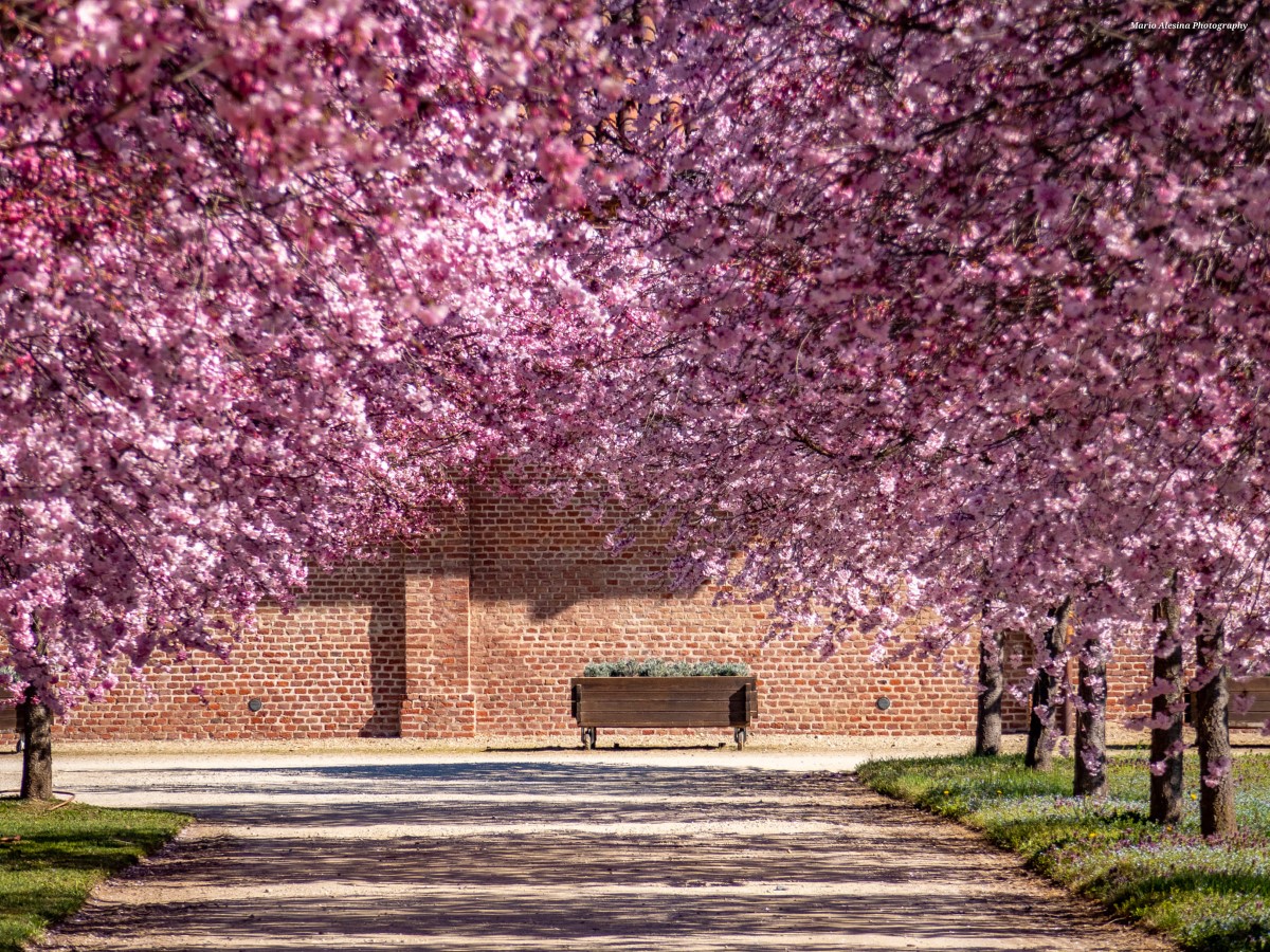 Hanami alla Reggia di Venaria Reale, lo spettacolo dei ciliegi in fiore
