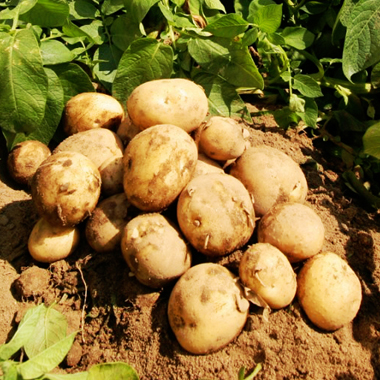 Non perdere la Sagra della Patata 2025: piatti tipici, musica e divertimento a Sauze d’Oulx