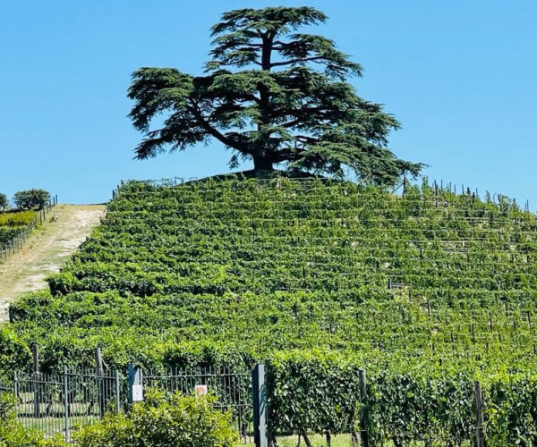 Il Cedro del Libano di La Morra: il gigante verde simbolo delle Langhe