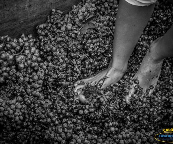 La Fiera del Rapulè 2024 di Calosso