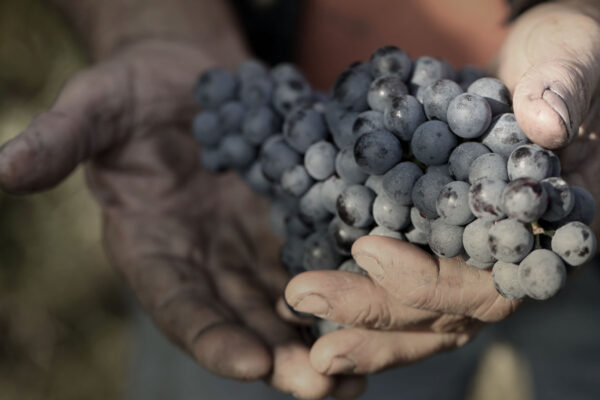 Fratelli Serio & Battista Borgogno
