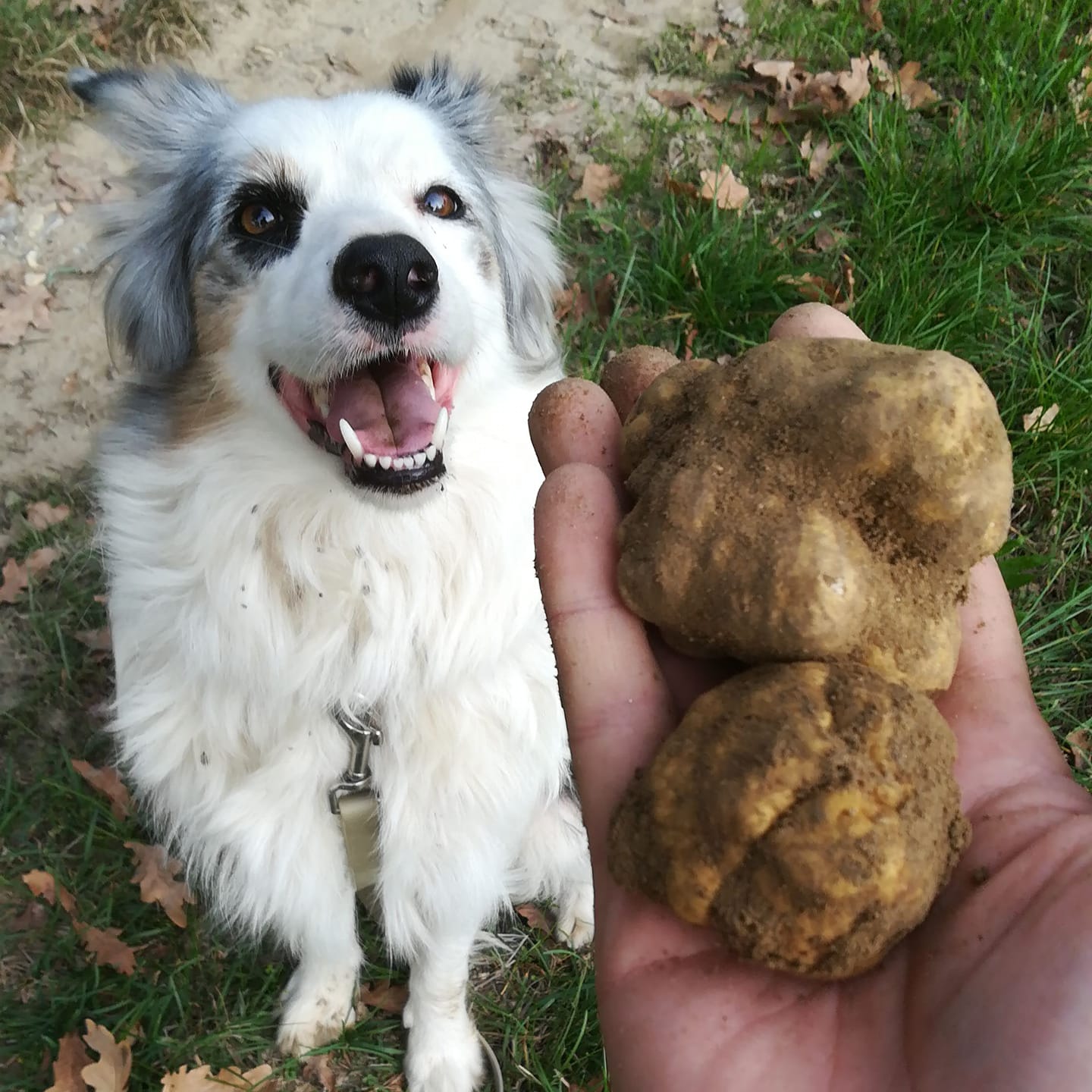 1 ottobre: al via la stagione del tartufo bianco in Piemonte