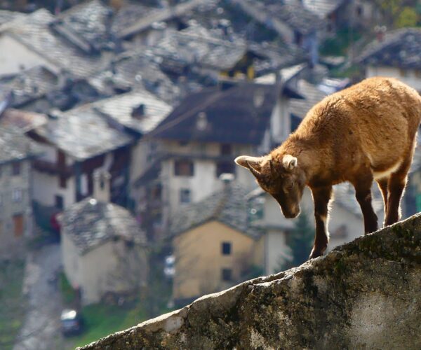 Balme: tra paesaggi incantevoli, Stambecchi e tradizioni antiche