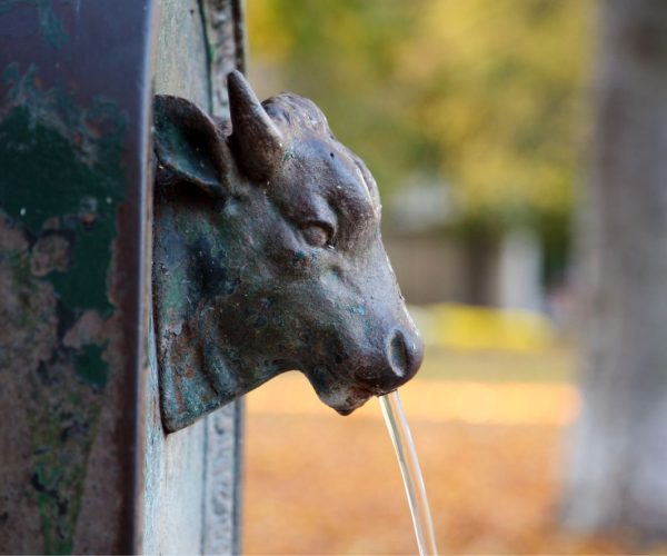 Perché il toro è il simbolo di Torino?