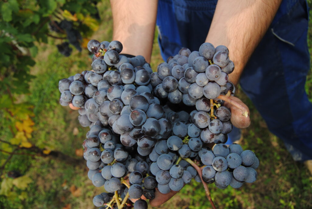 Terre del Barolo: la vendemmia 2025, un racconto di qualità e radici