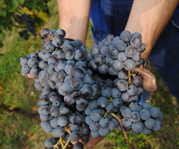 Terre del Barolo: la vendemmia 2025, un racconto di qualità e radici