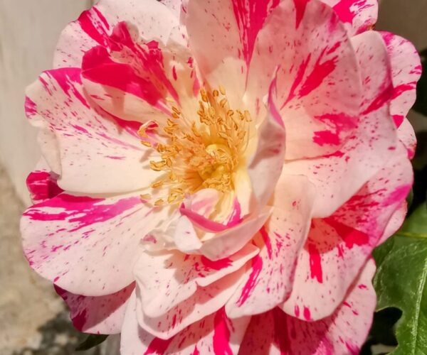 Bossolasco sboccia con “Rose e Rosé”: tre giorni tra fiori, arte e sapori dal 31 maggio al 2 giugno 2025