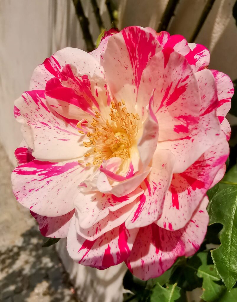 Bossolasco sboccia con “Rose e Rosé”: tre giorni tra fiori, arte e sapori dal 31 maggio al 2 giugno 2025