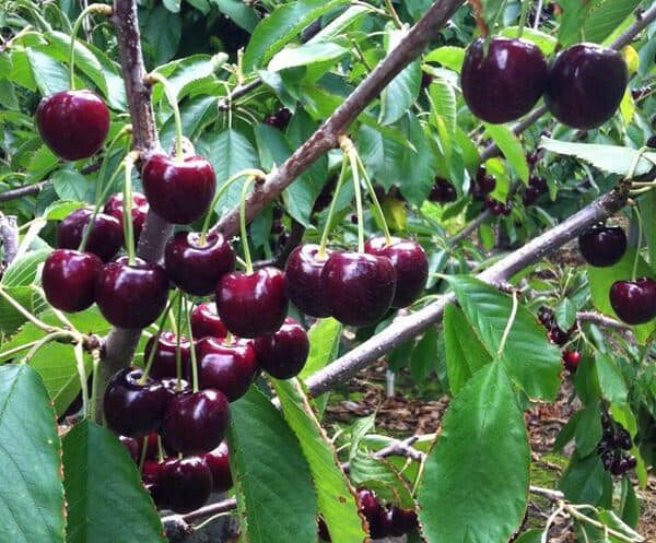🍒 Sagra delle Ciliegie a Garbagna: un tuffo nei sapori e nelle tradizioni del Piemonte