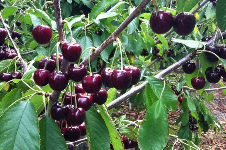 🍒 Sagra delle Ciliegie a Garbagna: un tuffo nei sapori e nelle tradizioni del Piemonte