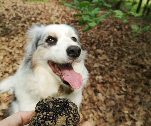 NERO SUBLIME: il tartufo nero si fa festival. E che festival! 20, 21, 22 giugno 2025 a Castagnole delle Lanze