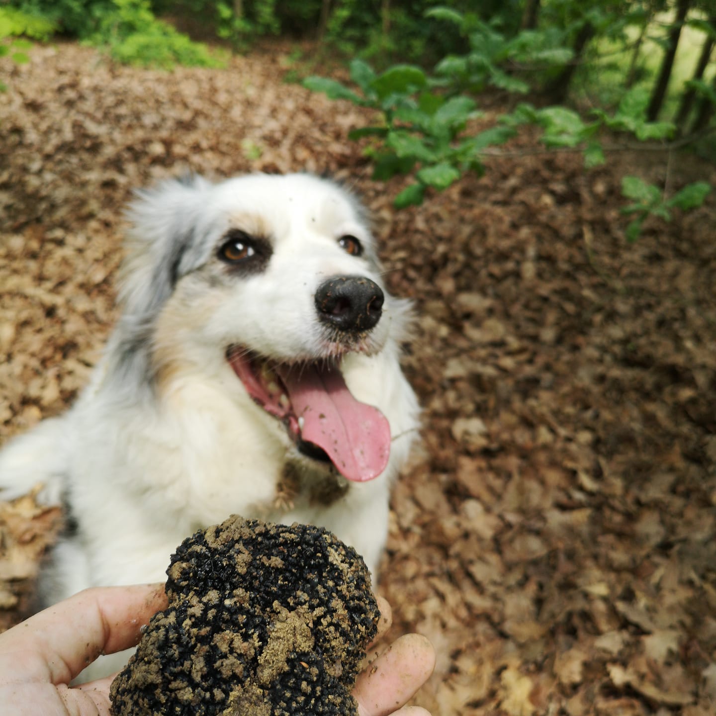 NERO SUBLIME: il tartufo nero si fa festival. E che festival! 20, 21, 22 giugno 2025 a Castagnole delle Lanze