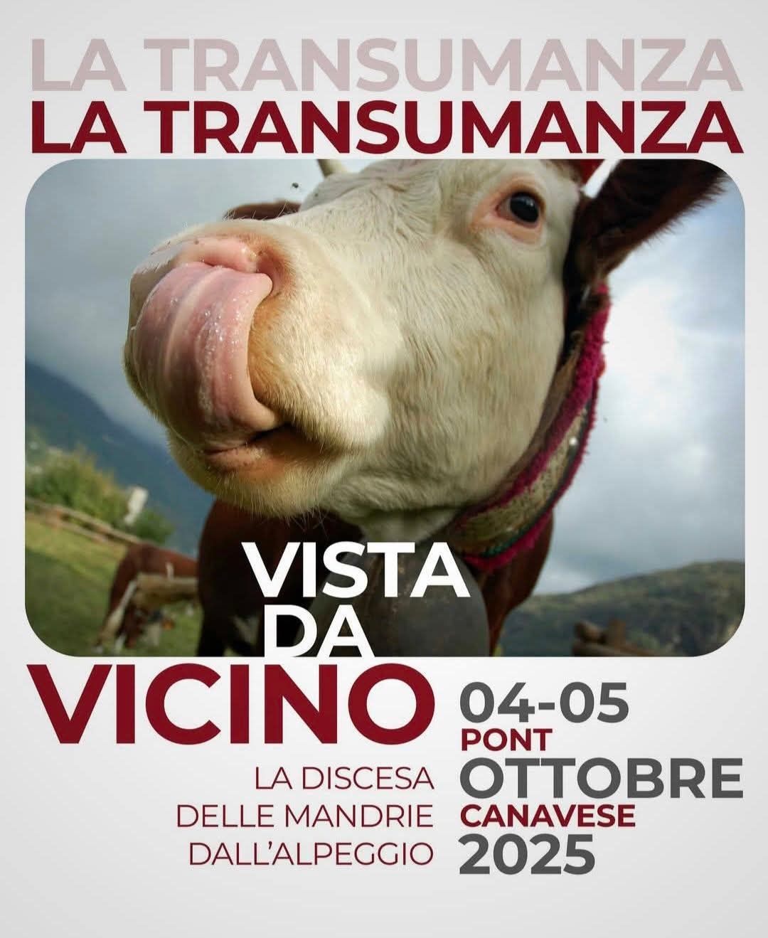 La Transumanza di Pont Canavese 2025: un viaggio nel cuore delle tradizioni alpine