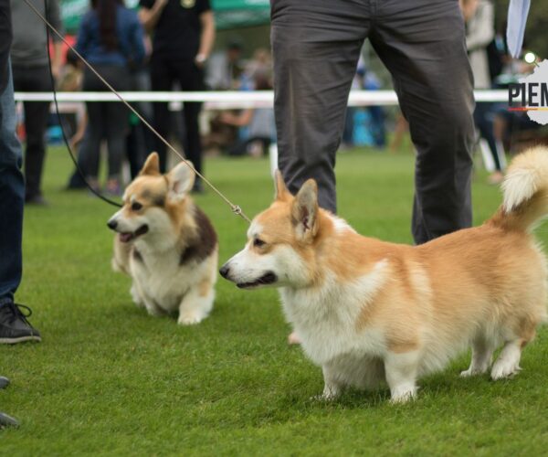 Eventi, passeggiate e tanto amore: a Torino il 21 settembre è tutto per i cani