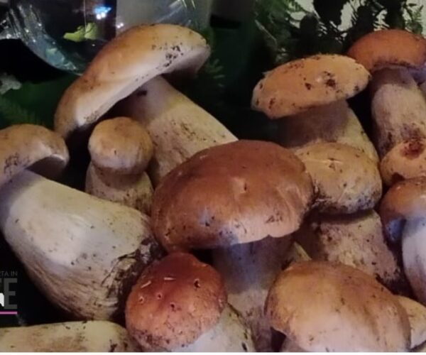 Funghi, castagne e zucche: 7 sagre da non perdere oggi Domenica 5 ottobre