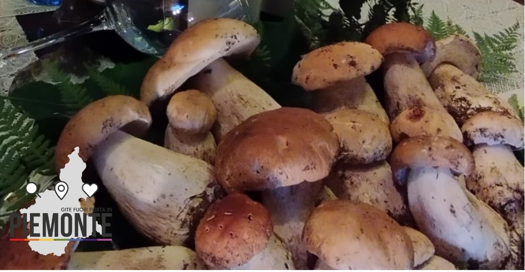 Un Weekend Magico tra Funghi, Sapori e Tradizioni: Non Perdere la Mostra del Fungo di Ceva!