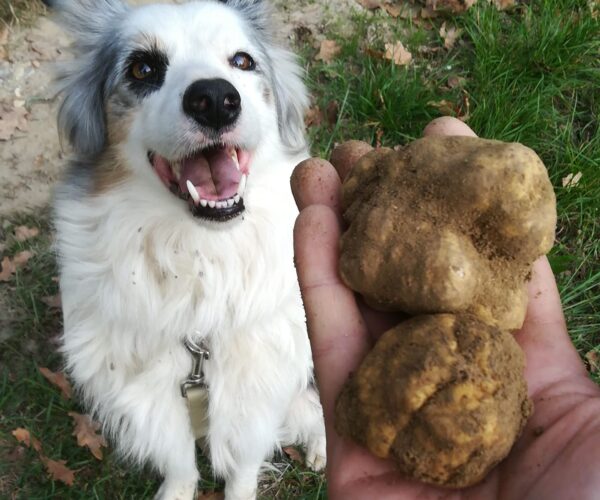Dal 1° Ottobre i cani sono pronti: parte la stagione del Tartufo in Piemonte