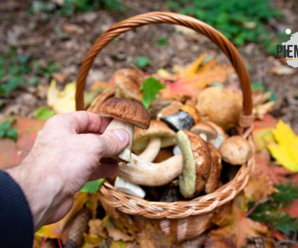 Guida Completa alla Raccolta dei Funghi in Piemonte nel 2025: Come Ottenere il Tesserino e Rispettare le Regole