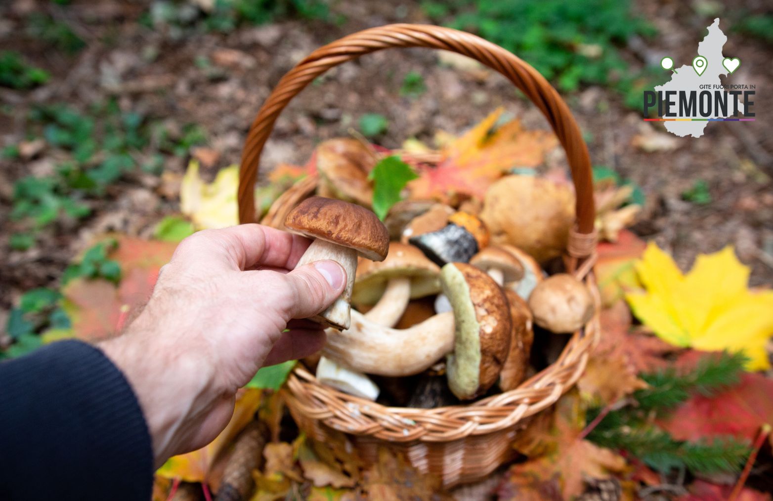 Guida Completa alla Raccolta dei Funghi in Piemonte nel 2025: Come Ottenere il Tesserino e Rispettare le Regole