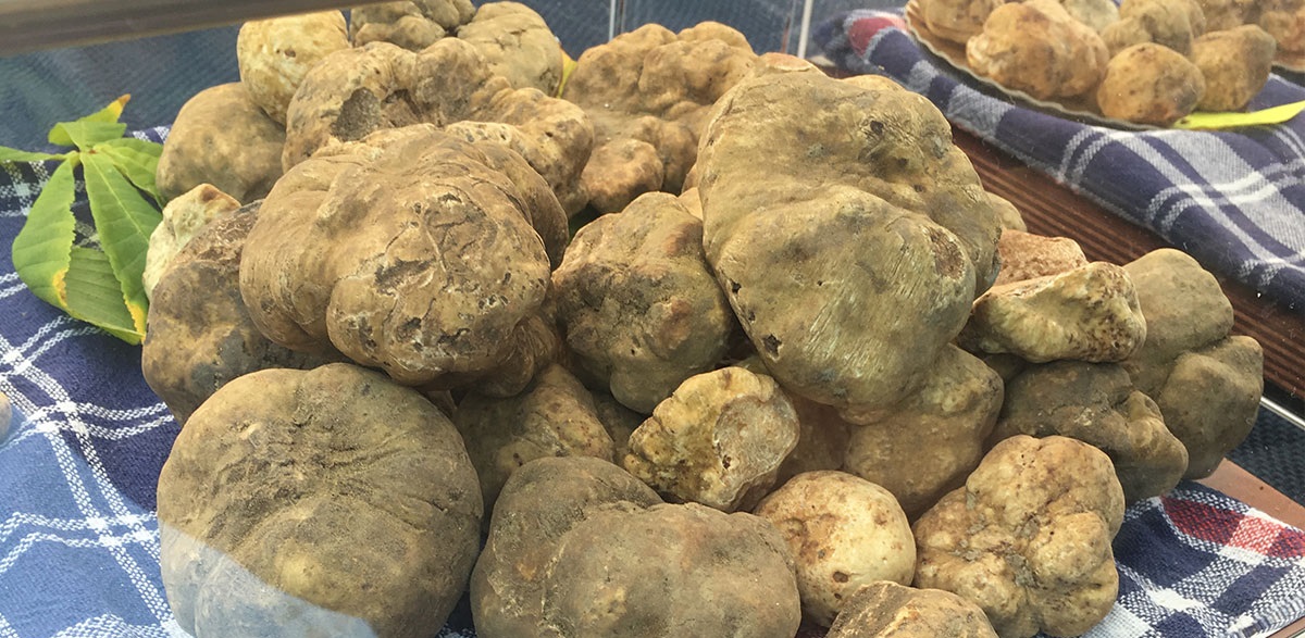 Il Piemonte profuma di Tartufo: scopri tutte le sagre dove poter acquistare e mangiare il tartufo il 22 e il 23 Novembre