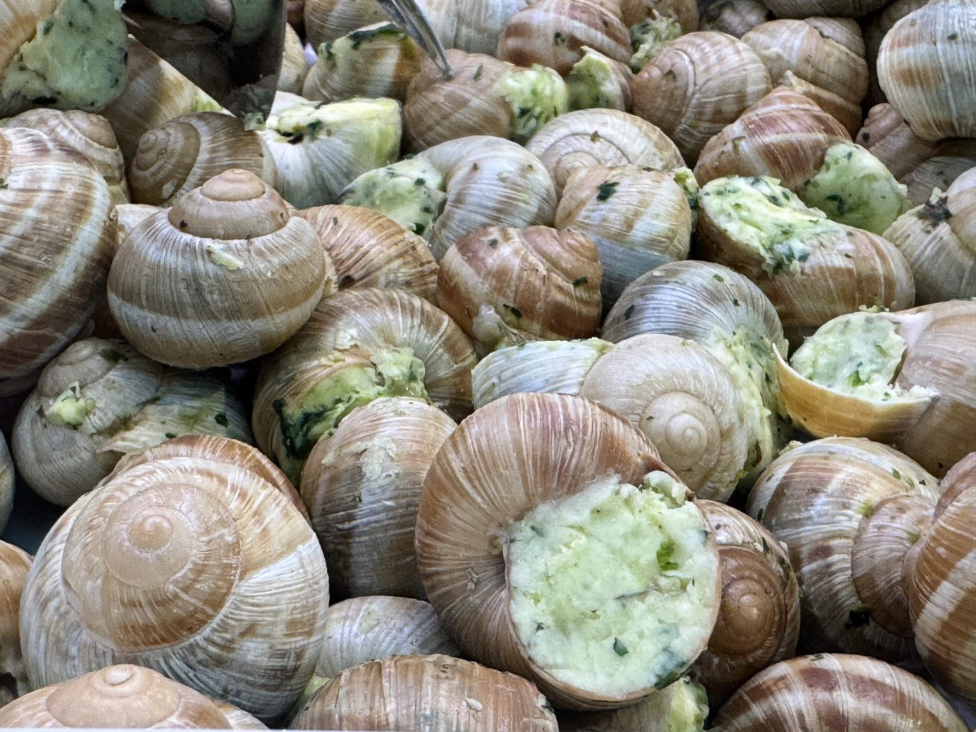 456ª Fiera Fredda: dal 4 all’8 dicembre 2025 torna la grande celebrazione della lumaca Helix Pomatia Alpina